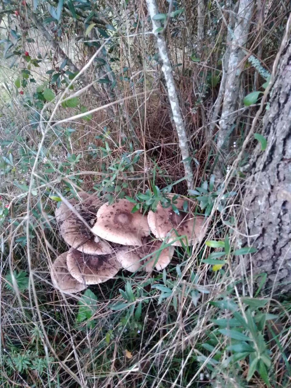 Villa Quintinha Do Casal Ruivo Figueiro Dos Vinhos Esterno foto